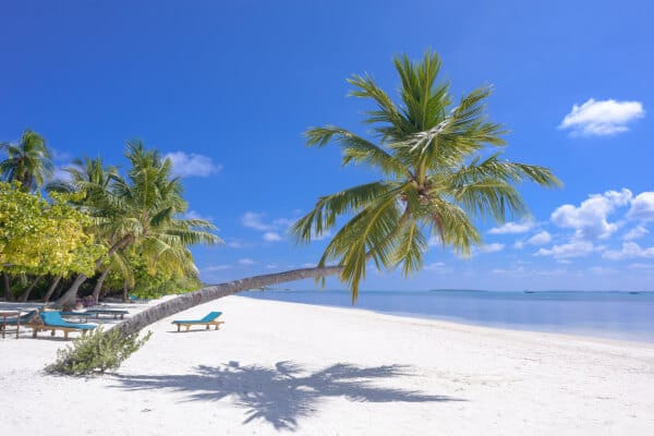 Palm Trees over white sands and a clear sky over the Pacific Ocean