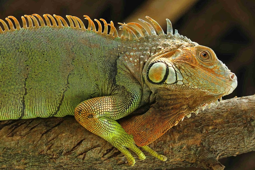 Iguana perched on a branch over the rivers of Palo Verde spotted on a river tour in Guanacaste, Costa Rica.