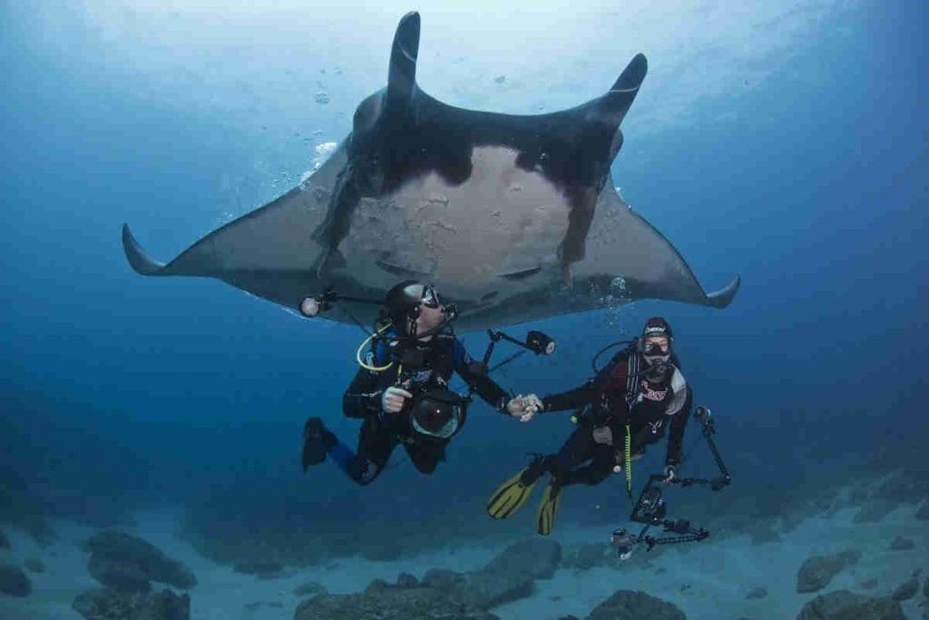 Two divers under a giant manta ray while diving with Under The Sea Diving, Playa Potrero, Costa Rica.